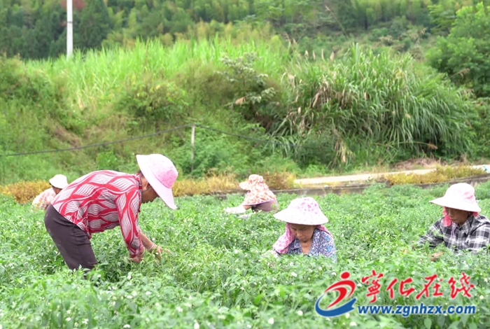 水茜镇:高山蔬菜迎丰收