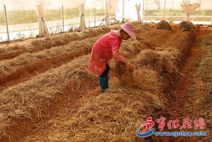 湖村镇:特色种植蹚出农旅融合新路子
