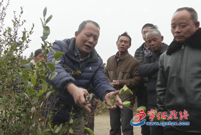 科技服务队进山村 助力油茶丰产增收