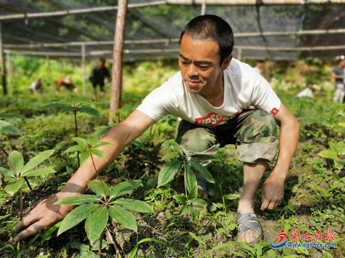 【小康来敲门】撂荒地里产业兴