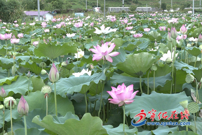 宁化：荷塘添秀色 莲子迎丰收